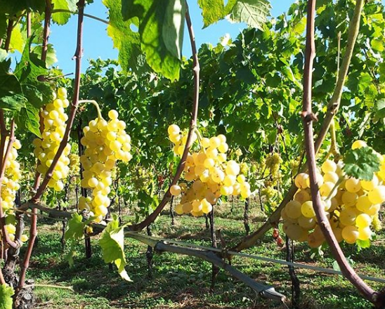 Vinsmagning på Gyrstinge Skovkro på Midtsjælland